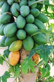 Green Lady Papaya